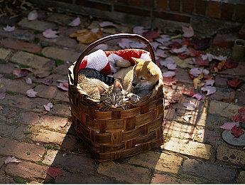 不仅仅是《星空》 《地狱之刃2》或也将登陆多平台